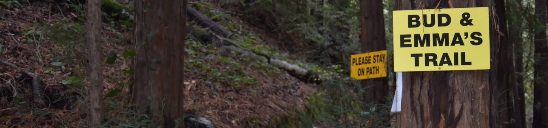 Mystery Spot Hiking Trail